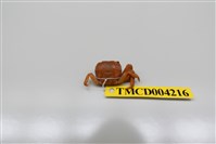 藏品(字紋弓蟹)的圖片